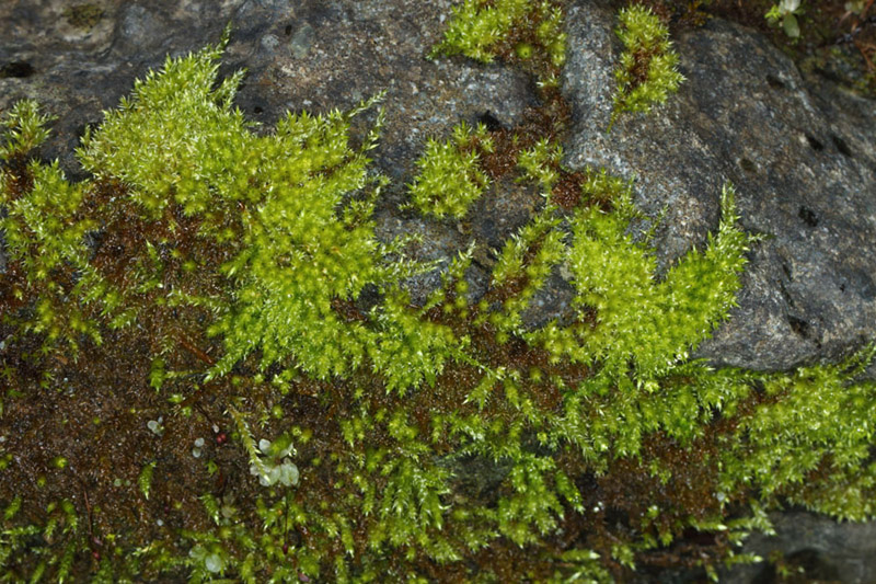 Brachythecium plumosum